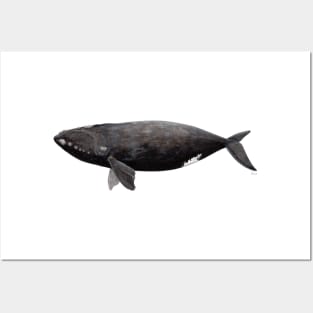 Northern right whale Posters and Art